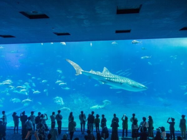 沖縄美ら海水族館