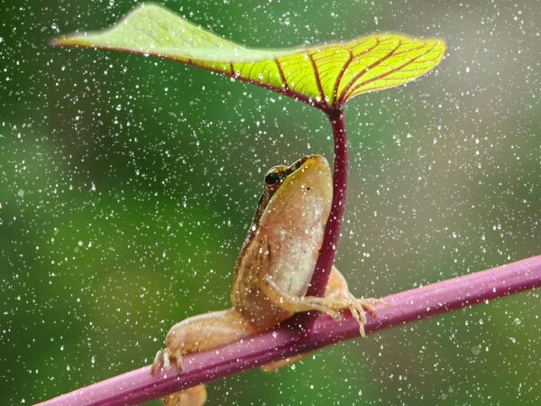 雨の中葉っぱを傘にしているカエル