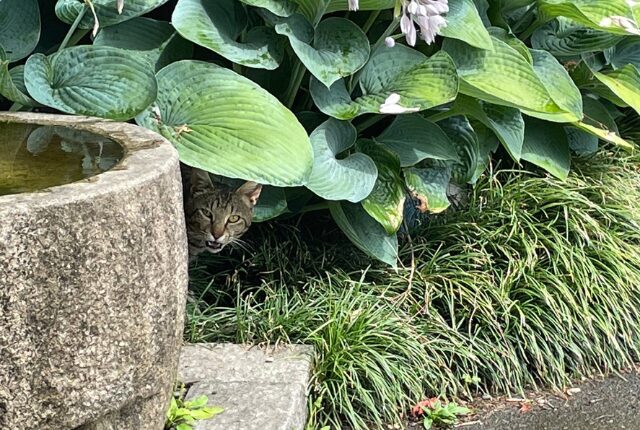 松林閣に居た猫ちゃん