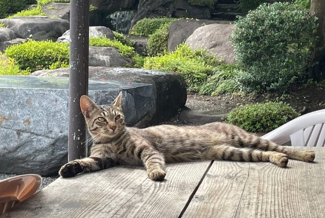 松林閣の玄関前の庭にいた猫ちゃん