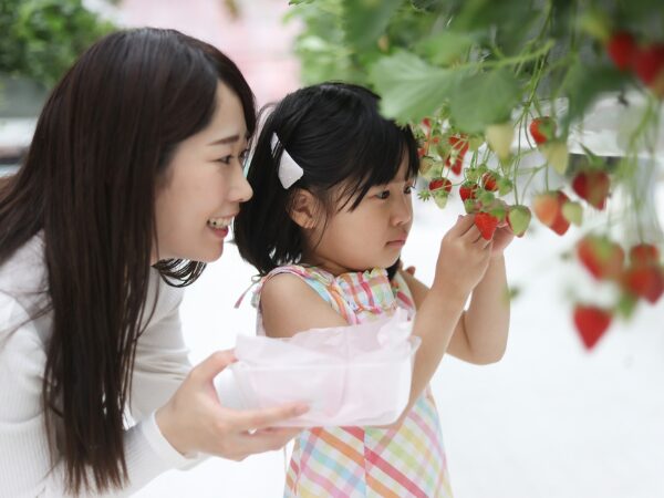 いちご狩りをする親子